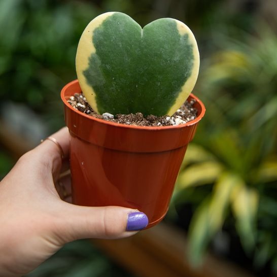 Plante - Hoya Kerri