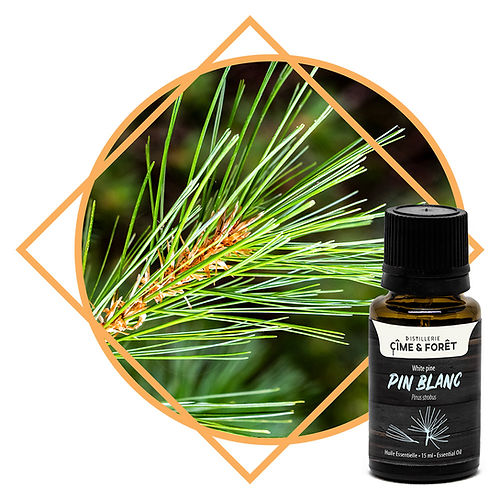 Huile essentielle - Pin blanc - 15ml