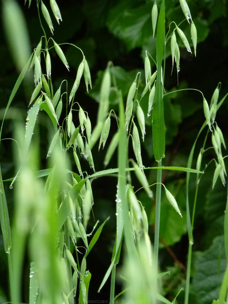 Plante médicinale - Avoine fleurie (Avena sativa) - 40g