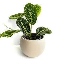 Plante - Maranta 3,5po