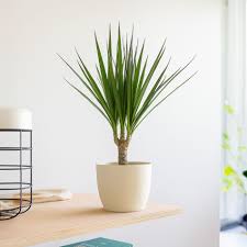 Plante - Dracaena 3.5"