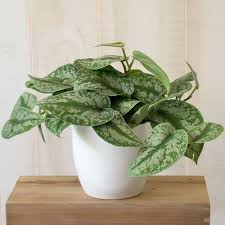 Plante - Scindapsus satin argenté 3.5"