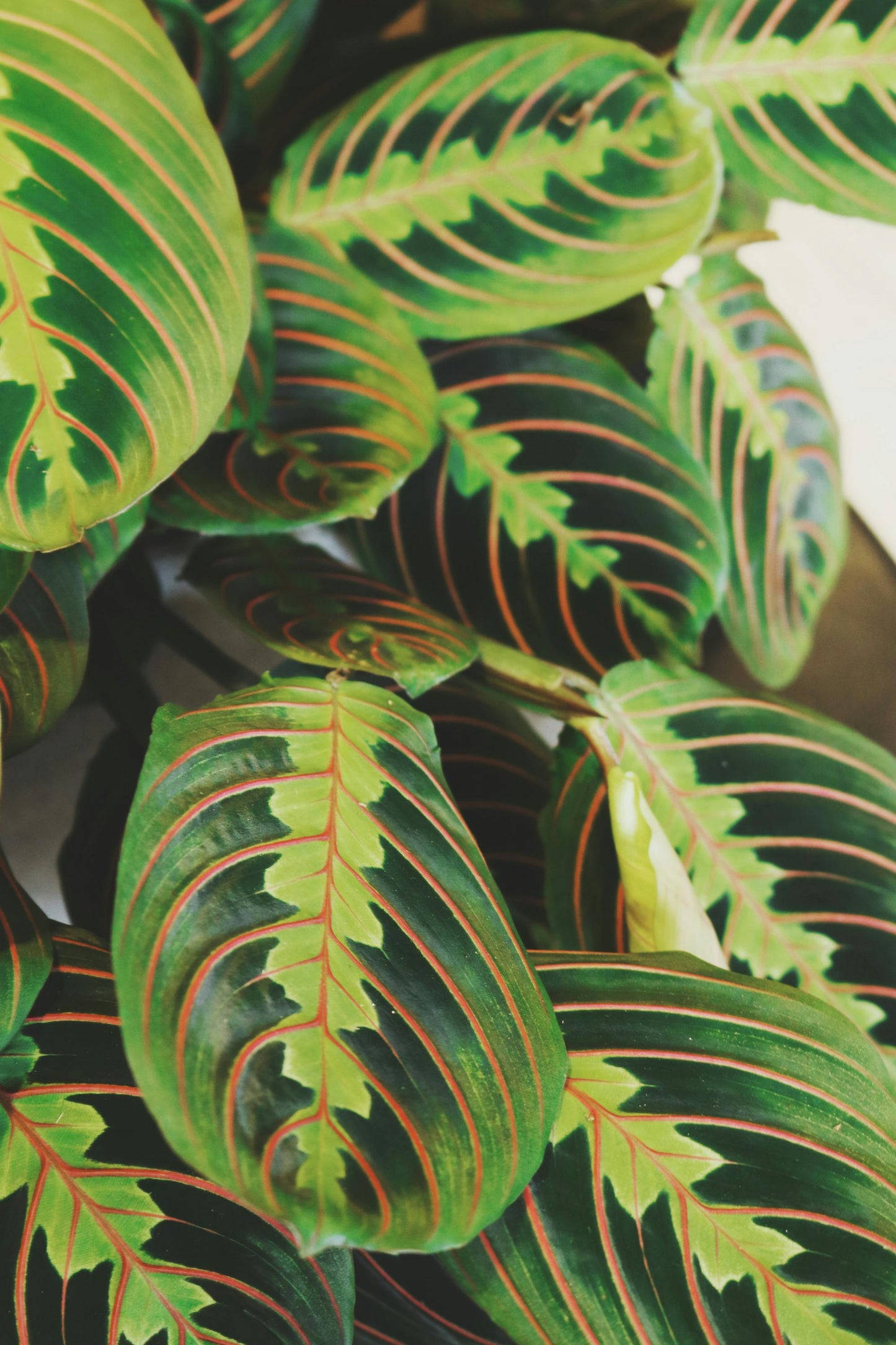 Plante - Maranta Lemon Lime