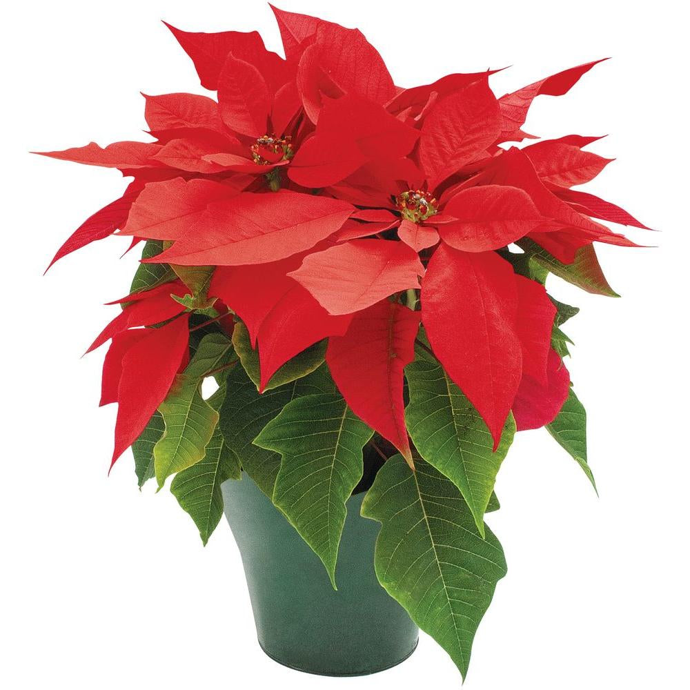 Noël - Poinsettia - 6"