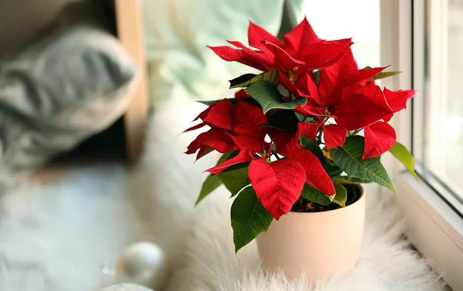 Noël - Poinsettia - 4"