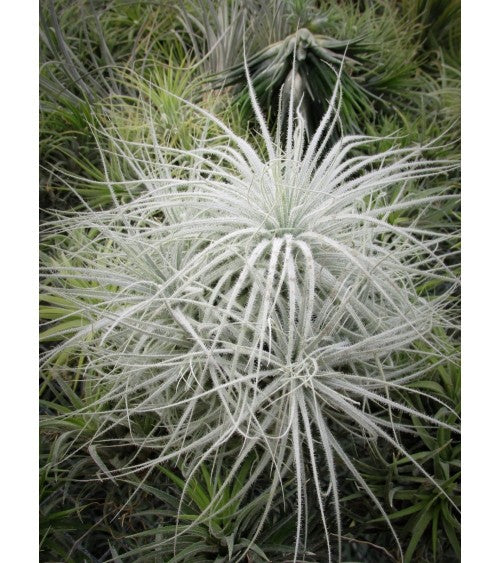 Plante - Tillandsia plante aérienne