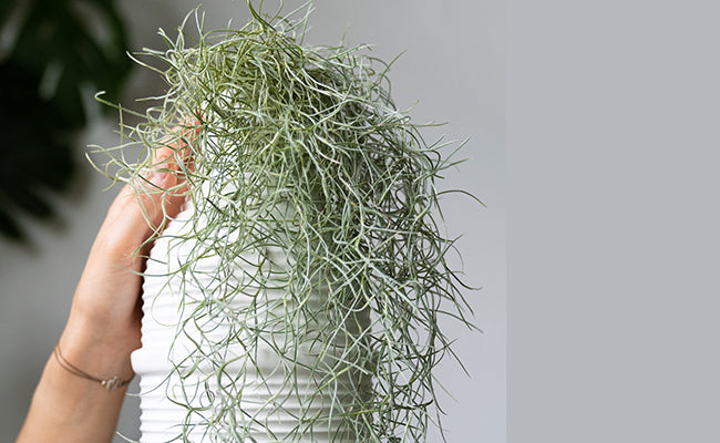 Plante - Tillandsia mousse espagnole