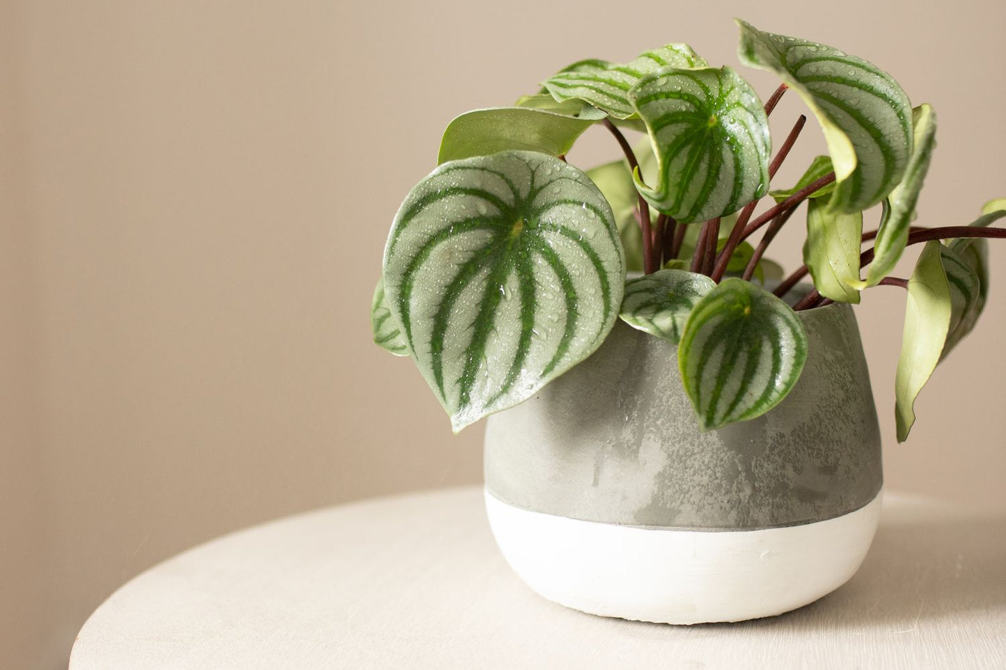 Plante - Peperomia watermelon 6"