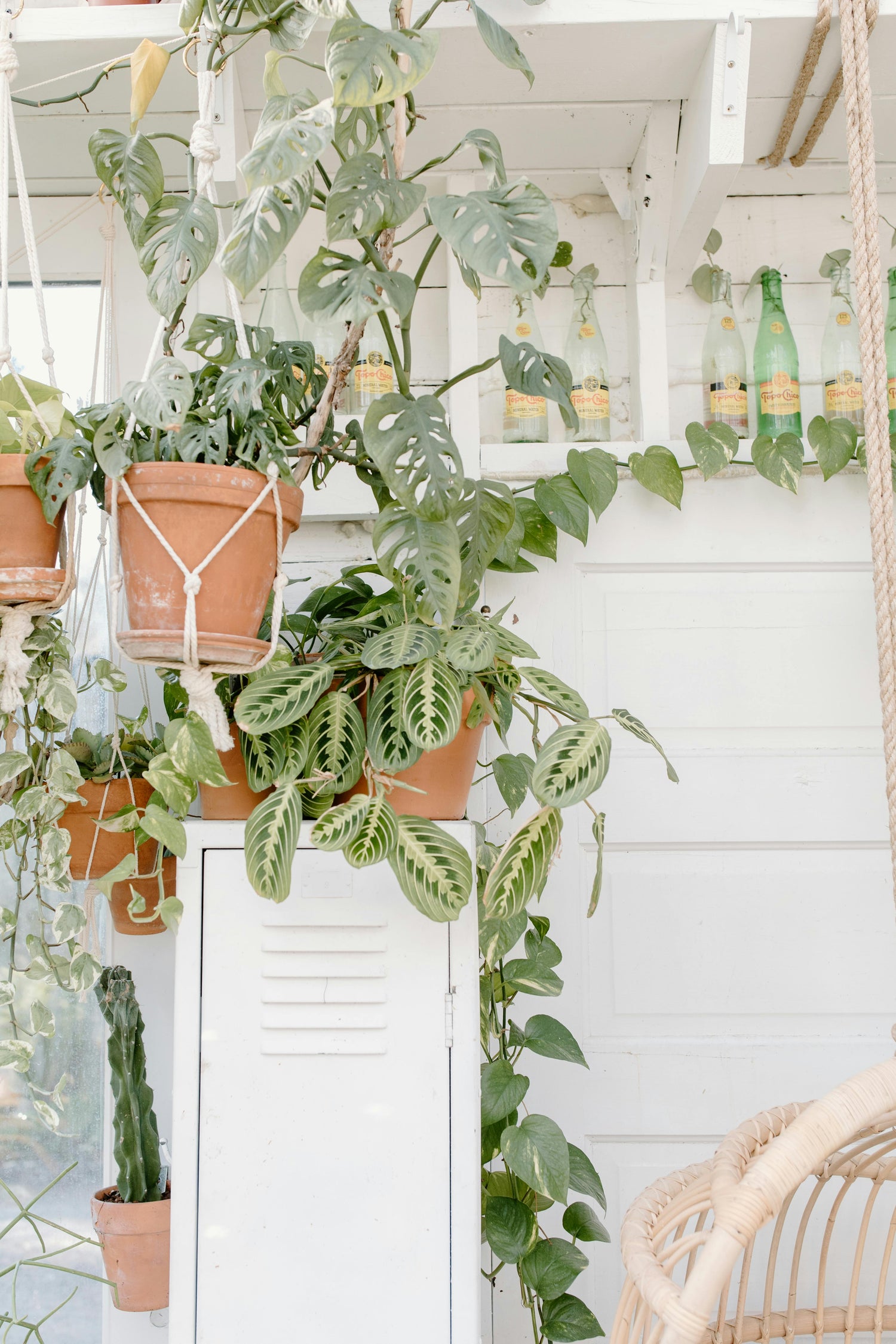 Plantes & pots