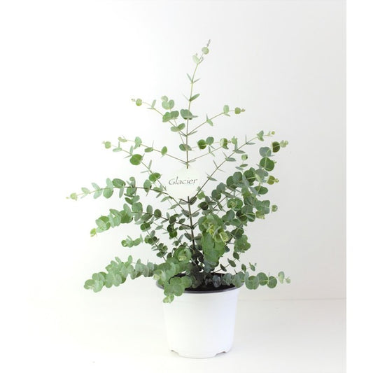 Eucalyptus Glacier - Plante - 6 pouces