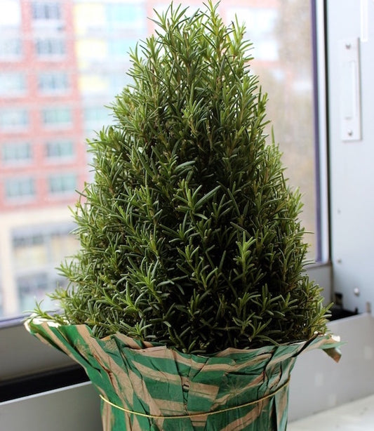 Noël - Romarin de Noël - 4"