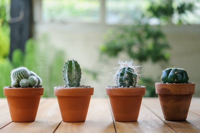 Plante - Cactus varié - 3,5 po - pot terracota