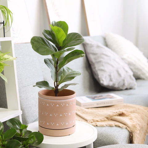 Plante - Ficus lyrata 4"
