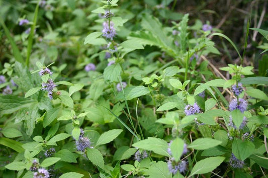 Menthe sauvage - Tisane - 10g