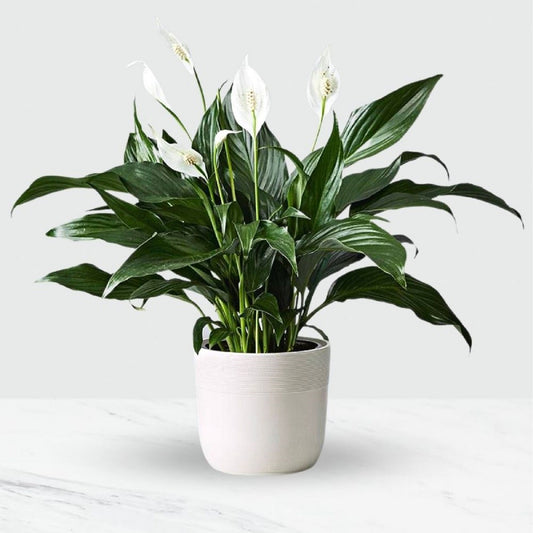 Plante - Spathiphyllum (Lys de paix) 4"
