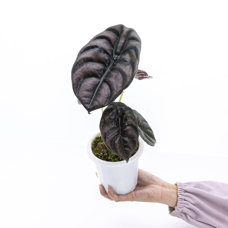 Plante - Alocasia Cuprea 4"