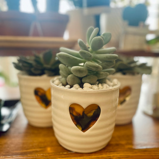 Succulente 4,5po avec pot de céramique cœur or