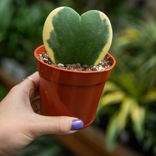 Plante - Hoya Kerri