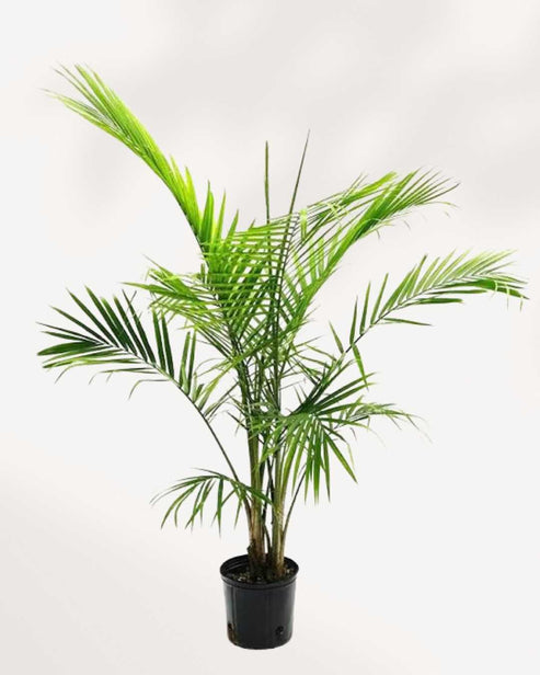Plante - Palmier Majesty