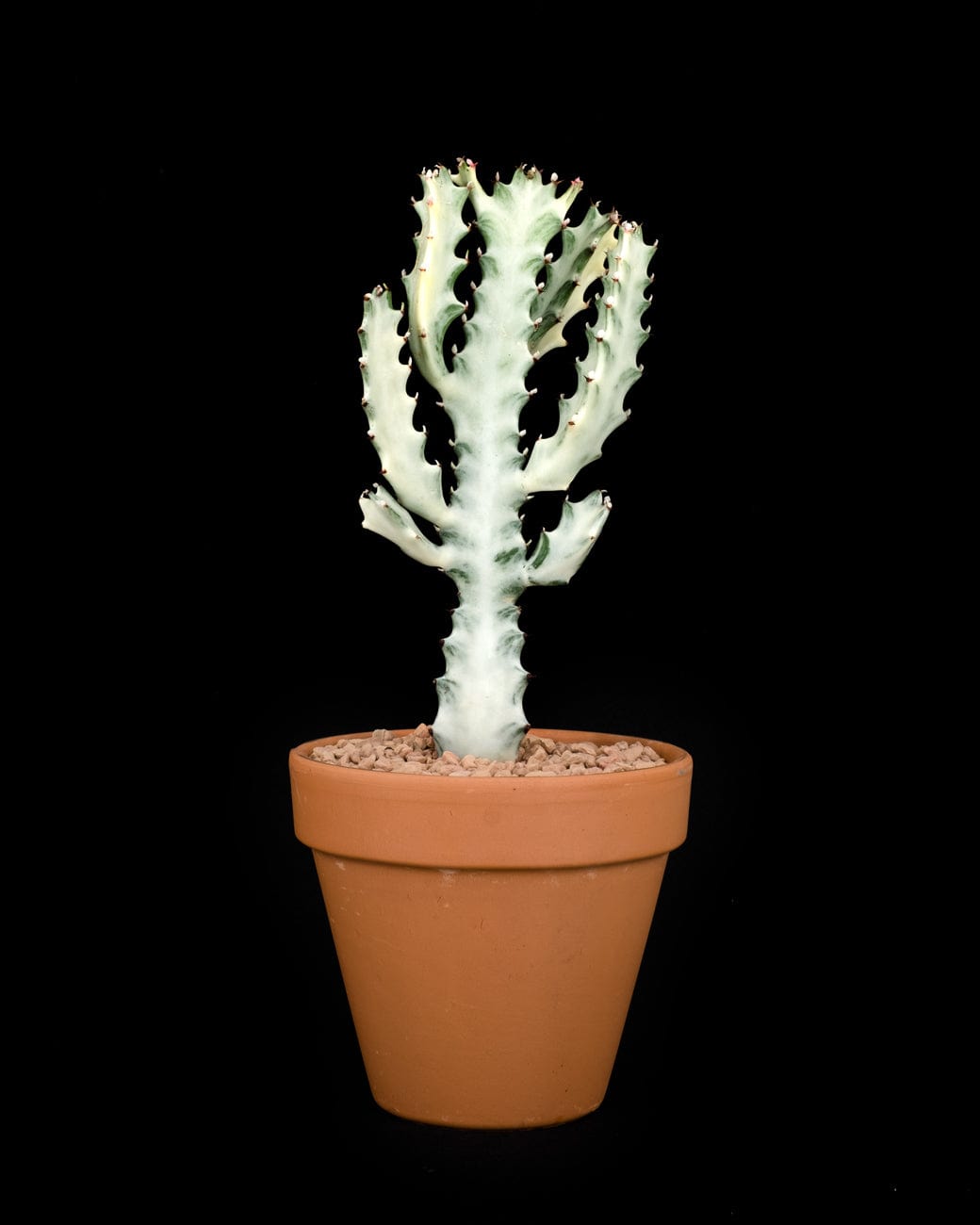 Plante - Euphorbia white ghost 4po