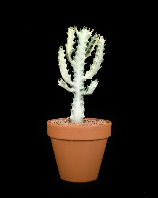 Plante - Euphorbia white ghost 4po