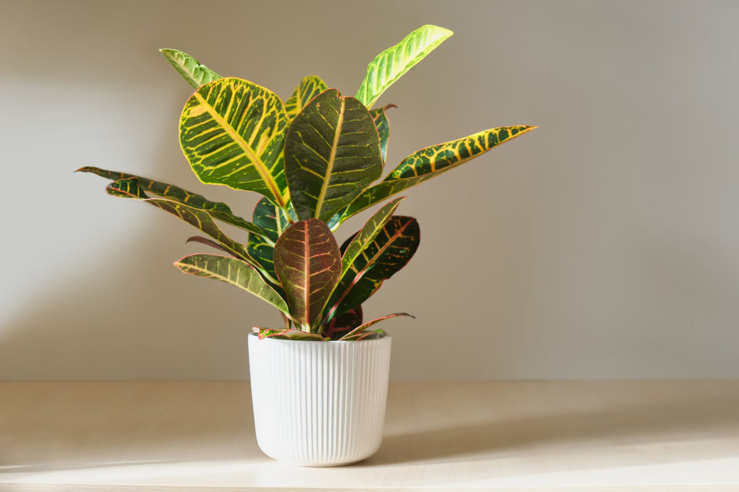 Plante - Croton 3,5"