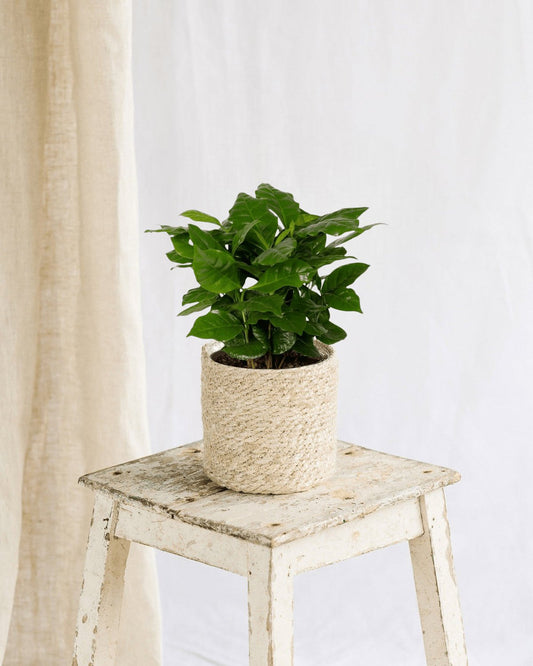 Plante - Caféier Arabica