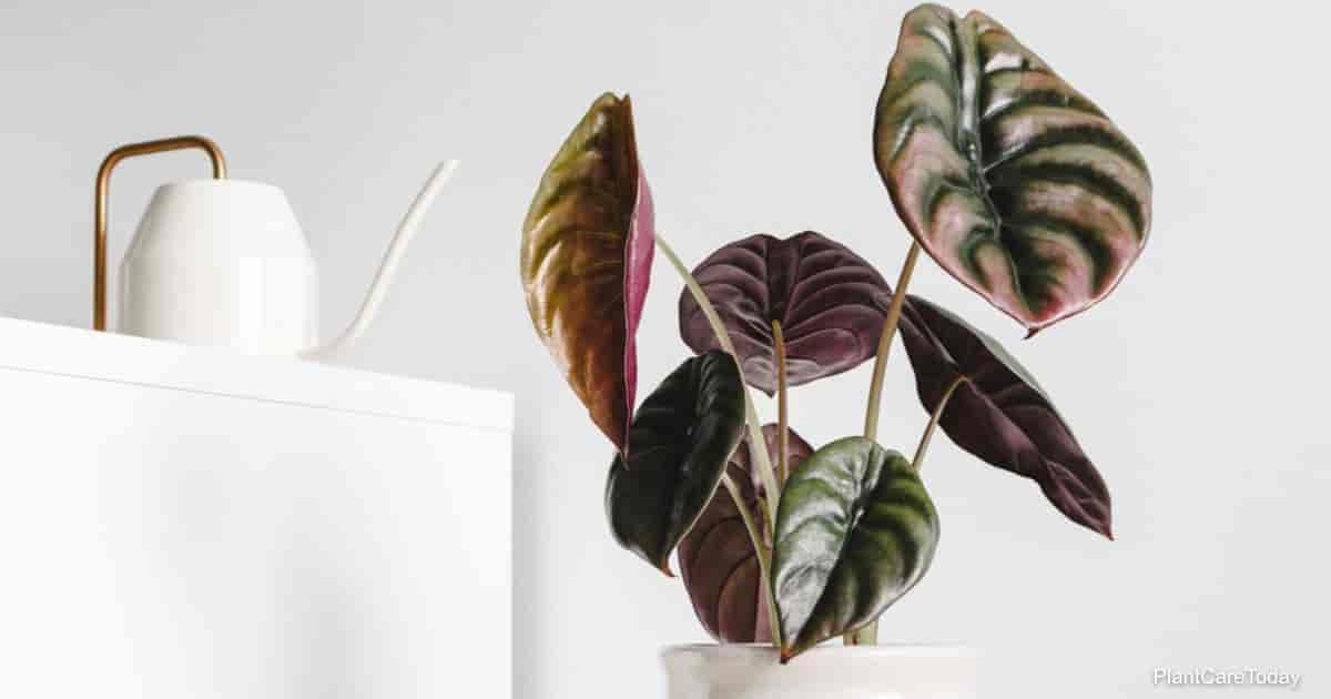 Plante - Alocasia Cuprea 4"