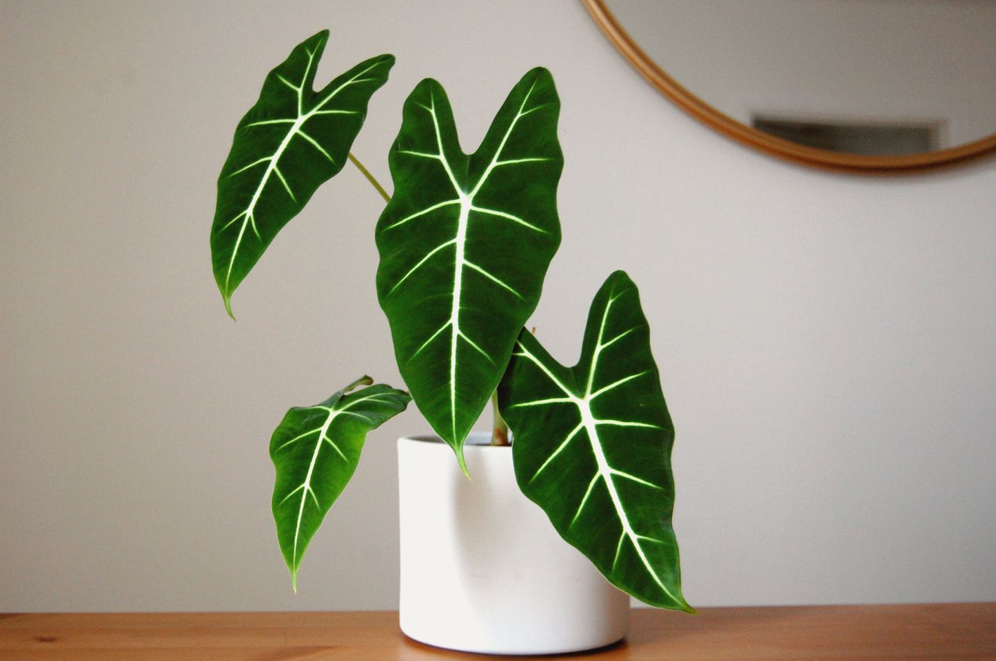 Plante - Alocasia Frydek 4"