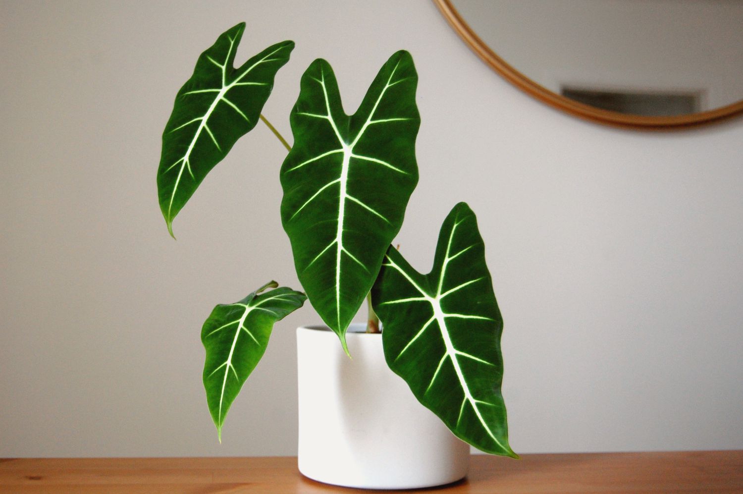 Plante - Alocasia Frydek 4"