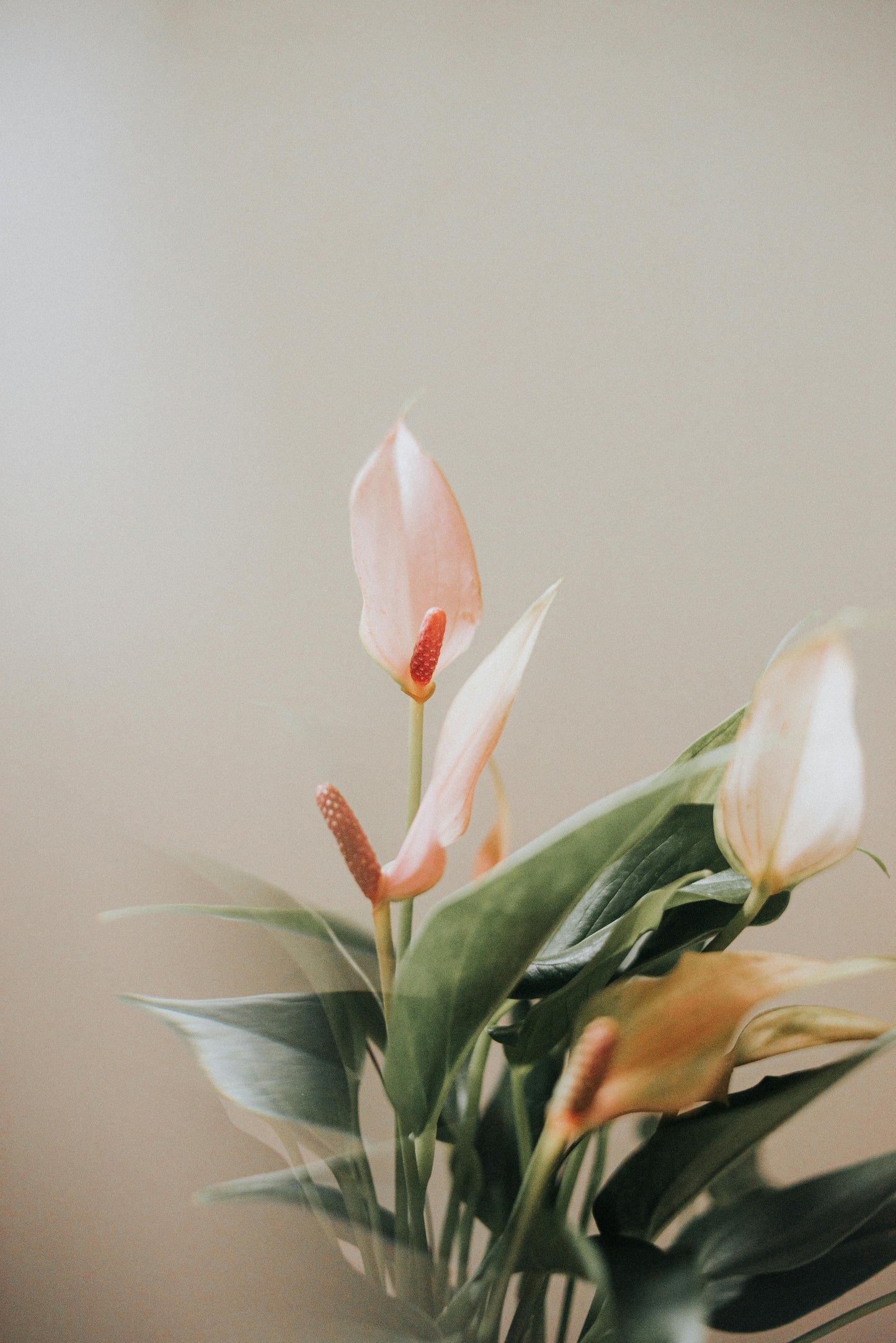 Plante - Anthurium