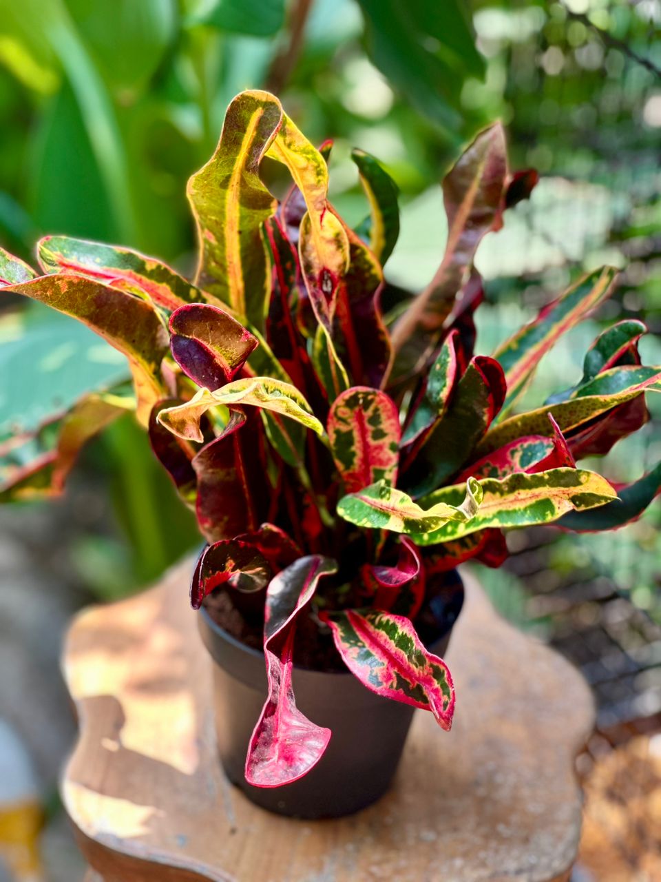 Plante - Croton 3,5"