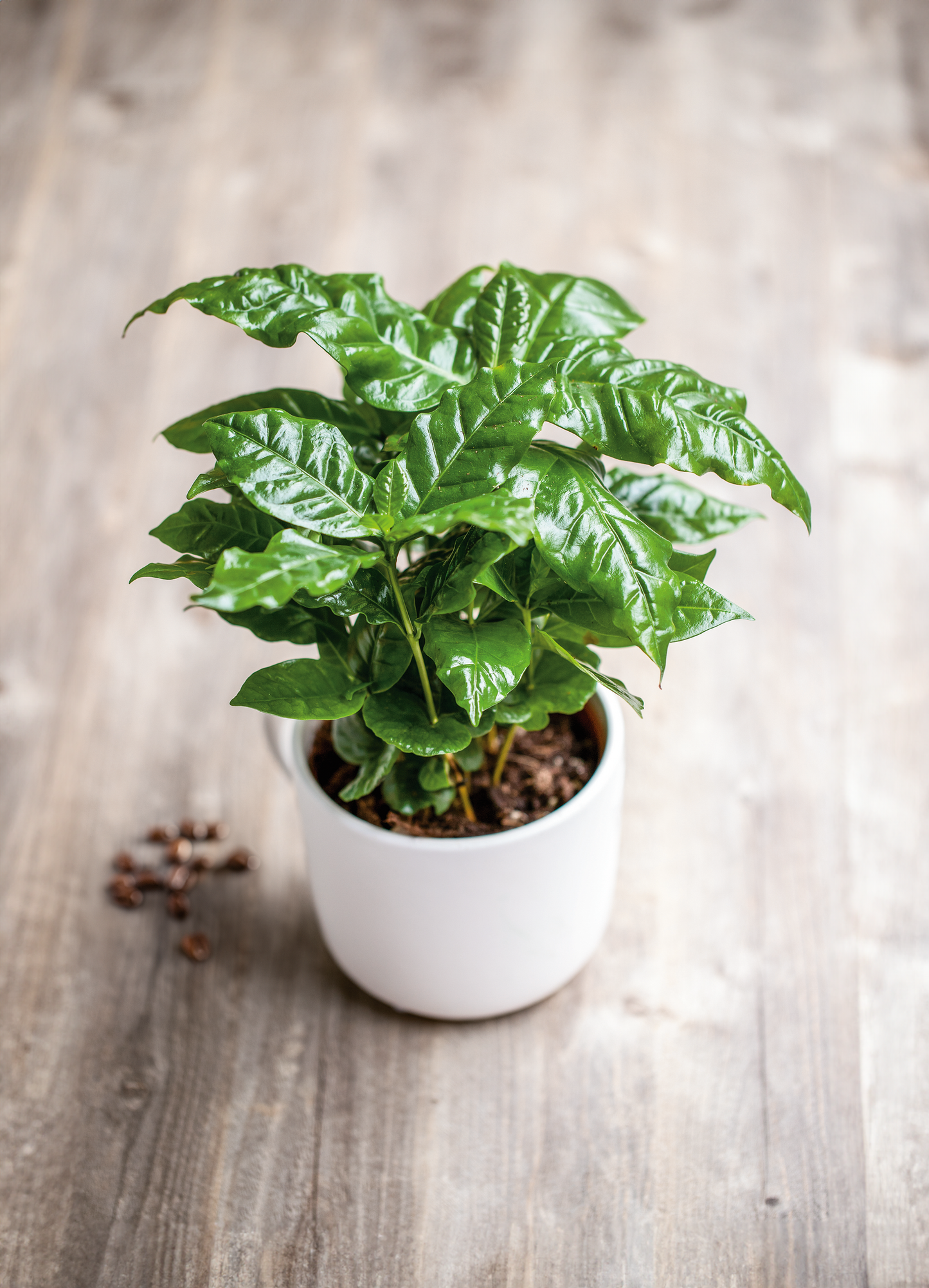 Plante - Caféier Arabica 3,5"