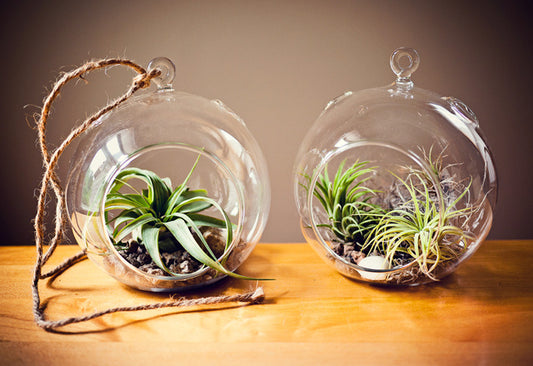 Pot platne - boule de verre - terrarium