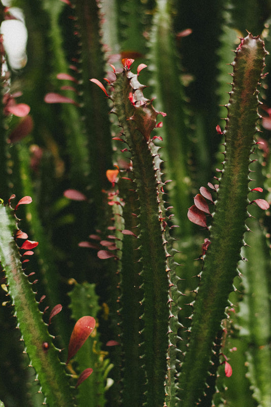 Plante - Euphorbia trigona rubra