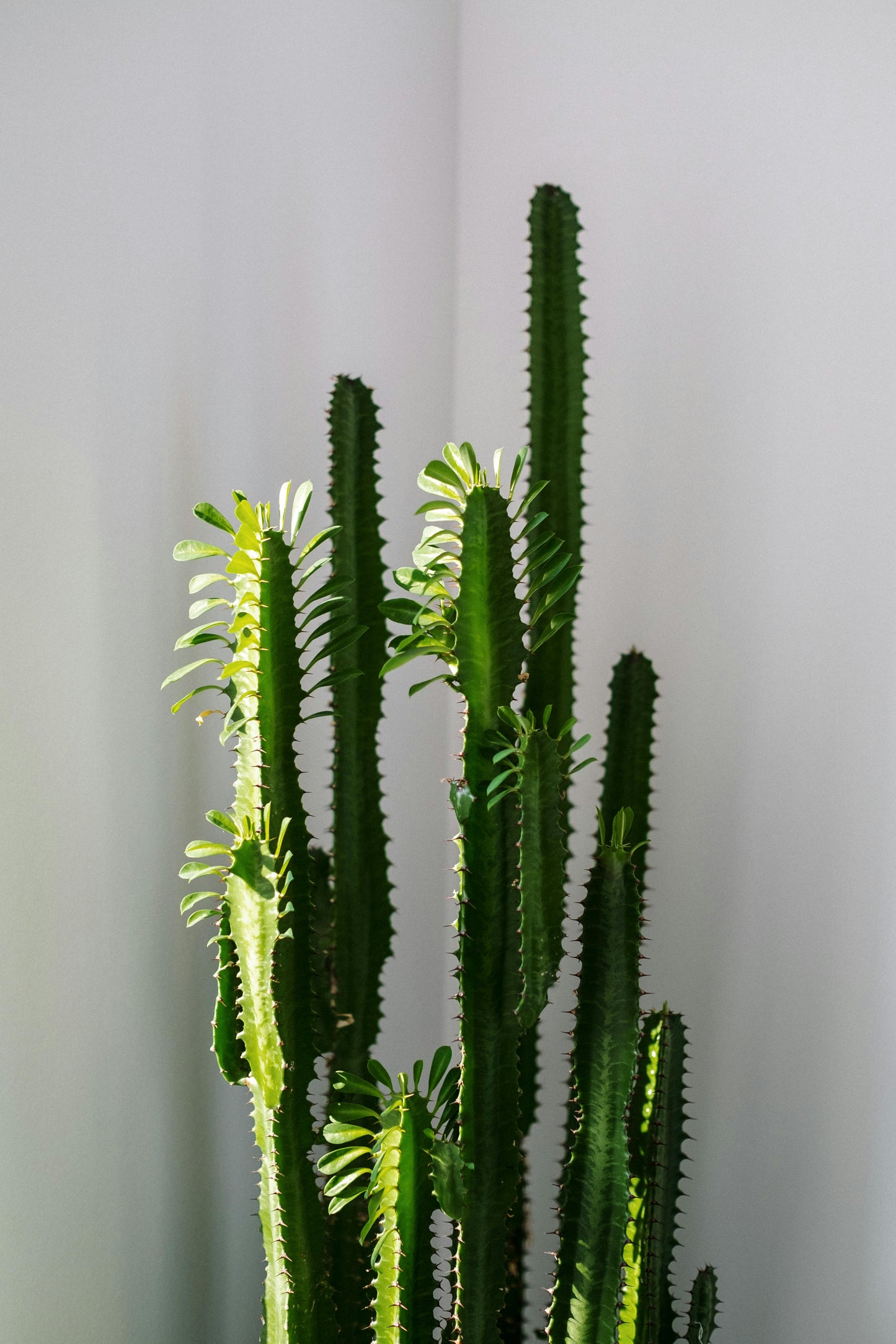 Plante - Euphorbia trigona verte