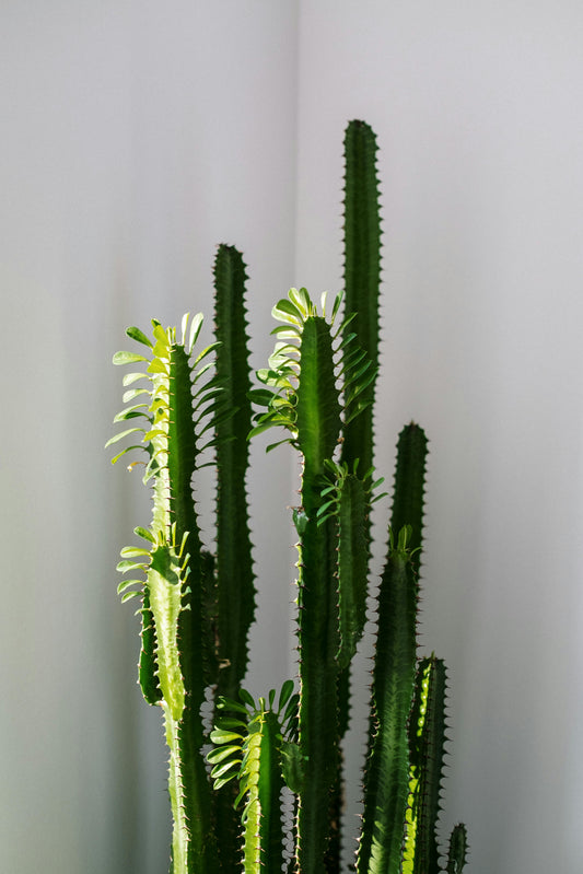 Plante - Euphorbia trigona verte