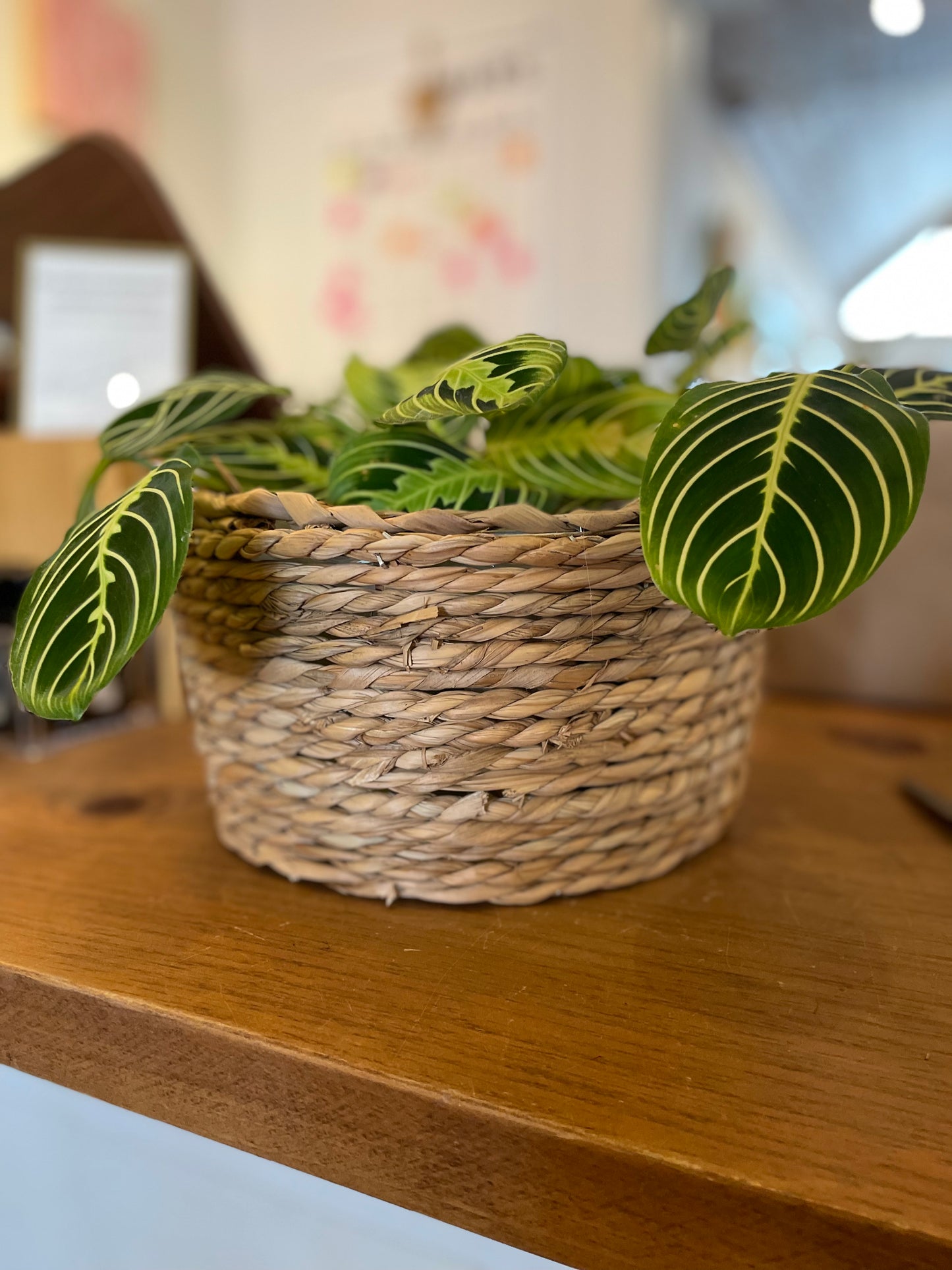 Cache pot osier - petit - 4"