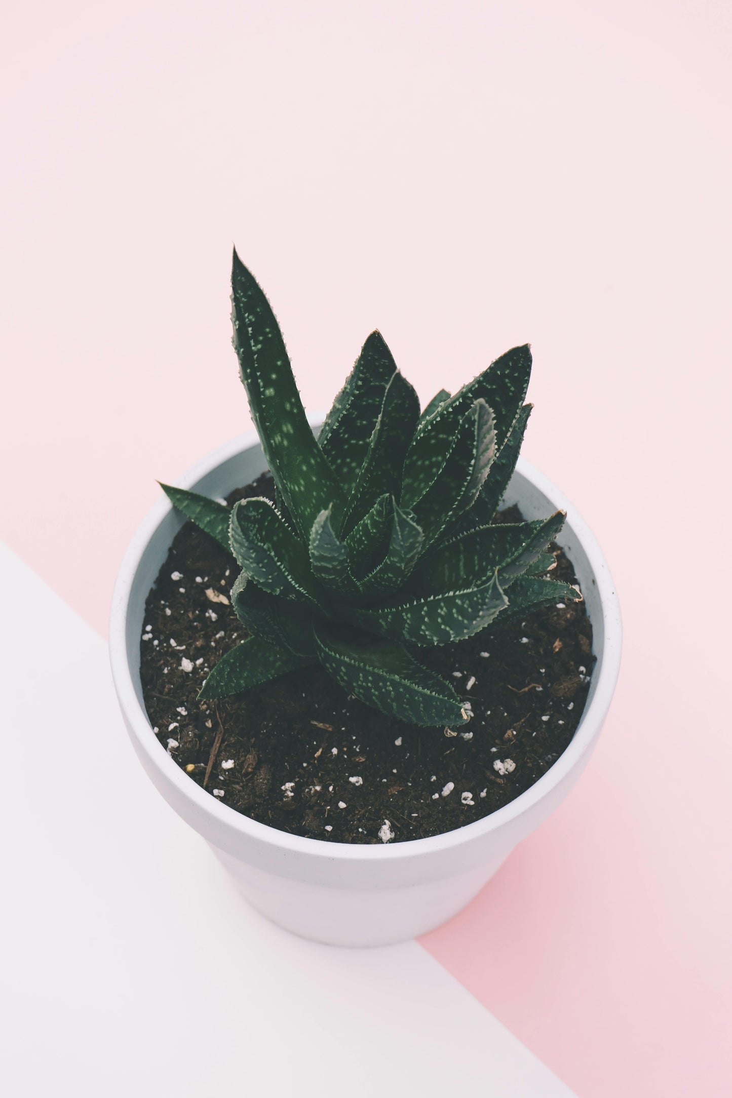 Plante - Haworthia