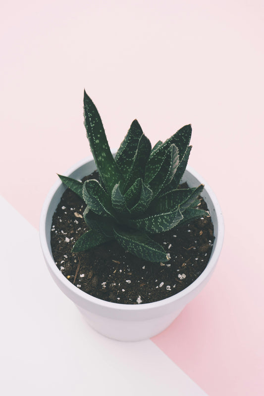 Plante - Haworthia