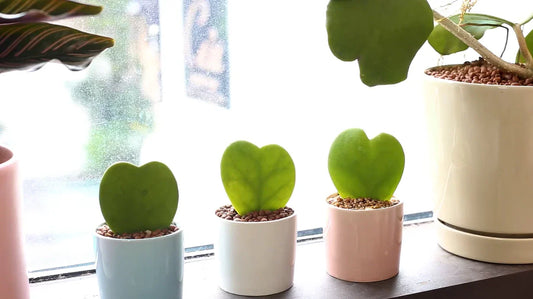 Plante - Hoya Kerri