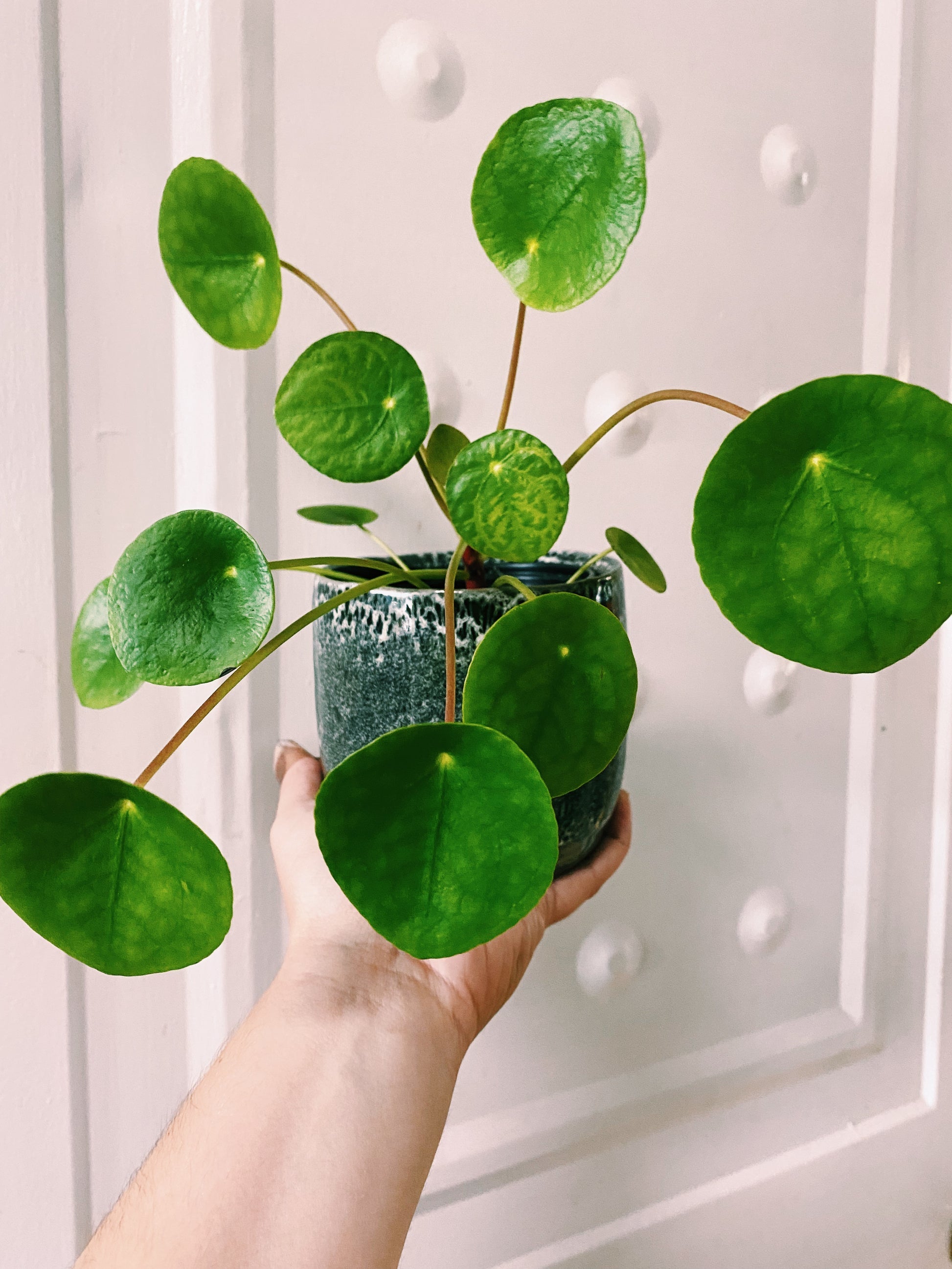 Plante - Pilea peperomioides 6"