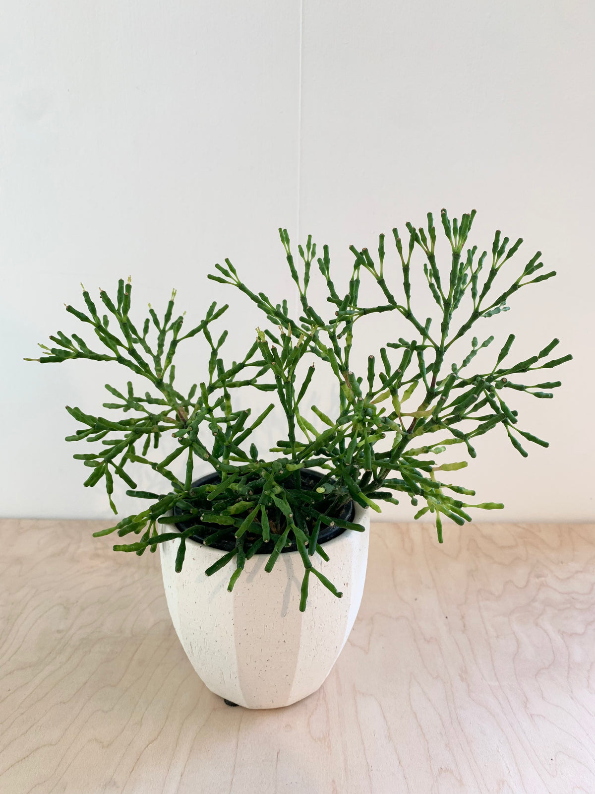 Plante - Rhipsalis 4"