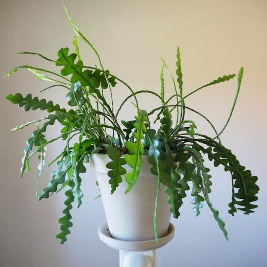 Plante - Fishbone Cactus