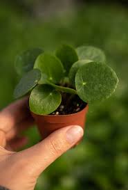 Plante - Pilea peperomioides 2,5"