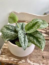Plante - Scindapsus satin argenté 3.5"