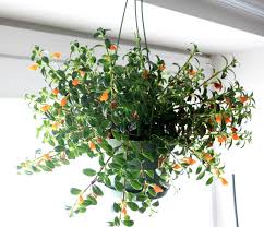 Plante - Hypocerta - Gold Fish 6"