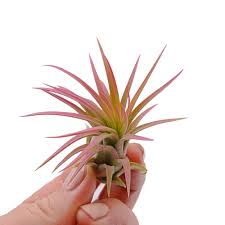 Plante - Tillandsia plante aérienne - 15