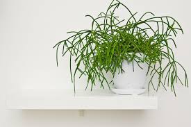 Plante - Rhipsalis 4"