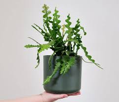 Plante - Zig Zag - Fishbone Cactus